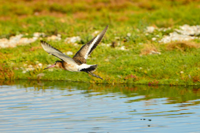 Texel NL 9-15-13 0971.JPG