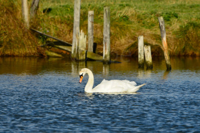 Texel NL 9-15-13 1025.JPG
