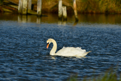Texel NL 9-15-13 1028.JPG
