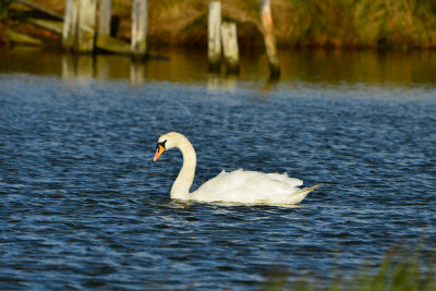 Texel NL 9-15-13 1029.JPG