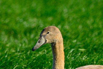 Texel NL 9-15-13 1135.JPG