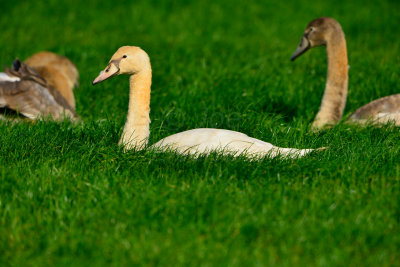 Texel NL 9-15-13 1136.JPG