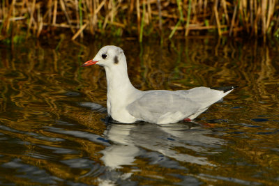 Texel NL 9-15-13 1052.JPG