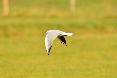 Texel NL 9-15-13 1064.JPG