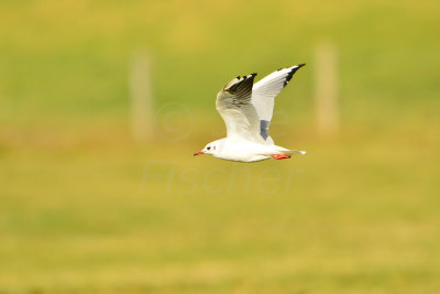 Texel NL 9-15-13 1066.JPG