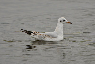 Texel NL 9-15-13 1201.JPG