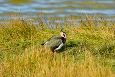 Texel NL 9-15-13 1100.JPG