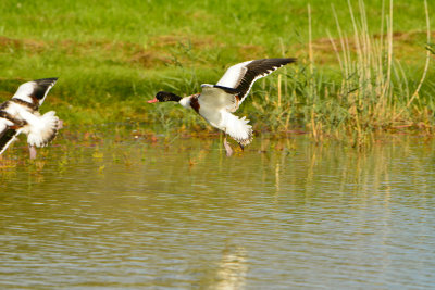 Texel NL 9-15-13 1092.JPG