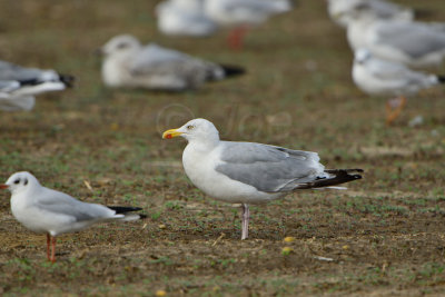 Texel NL 9-15-13 1168.JPG