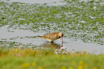 Texel NL 9-15-13 1175.JPG