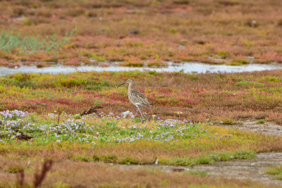 Texel NL 9-15-13 1178.JPG