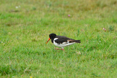 Texel NL 9-15-13 1180.JPG