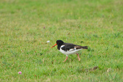 Texel NL 9-15-13 1182.JPG