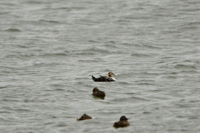 Texel NL 9-15-13 1226.JPG