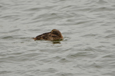 Texel NL 9-15-13 1247.JPG