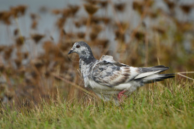 Texel NL 9-15-13 1298.JPG