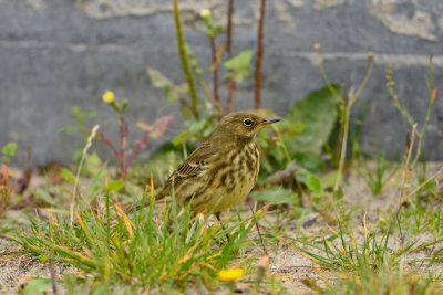 Texel NL 9-15-13 1303.JPG