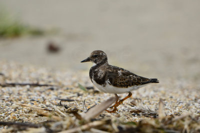Texel NL 9-15-13 1329.JPG