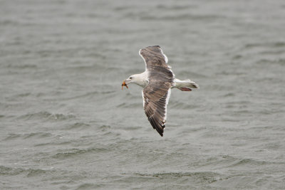 Texel NL 9-15-13 1260.JPG