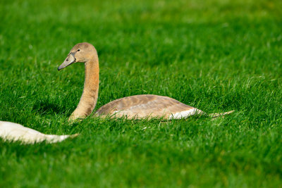 Texel NL 9-15-13 1137.JPG