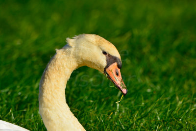 Texel NL 9-15-13 1138.JPG