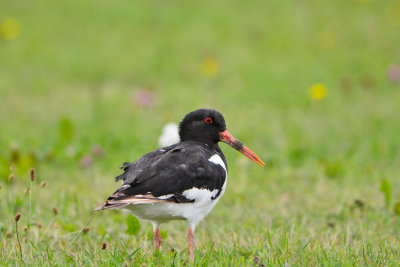 Texel NL 9-15-13 1255.JPG