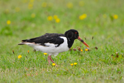 Texel NL 9-15-13 1257.JPG