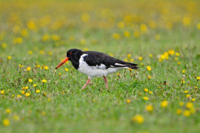 Texel NL 9-15-13 1333.JPG