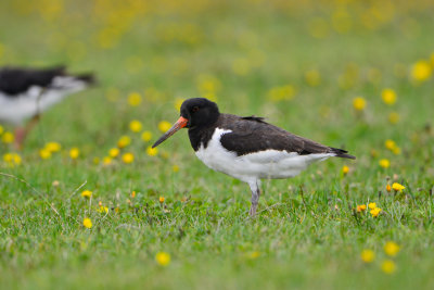 Texel NL 9-15-13 1335.JPG