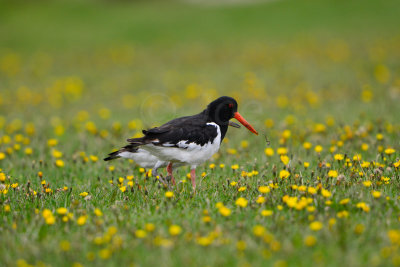 Texel NL 9-15-13 1342.JPG