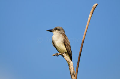 Tobago 3-9-13 0032.JPG