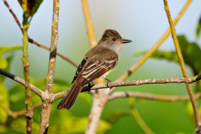 Tobago 3-10-13 0306.JPG