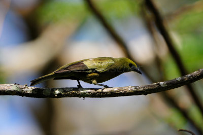 Tobago 3-10-13 0462.JPG