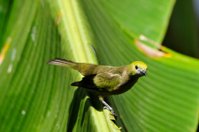 Tobago 3-10-13 0465.JPG