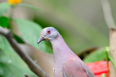 Tobago 3-10-13 0534.JPG