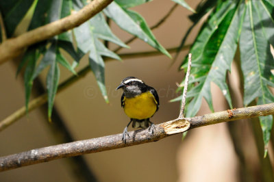 Tobago 3-10-13 0544.JPG