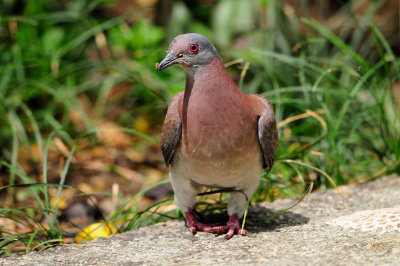 Tobago 3-10-13 0569.JPG