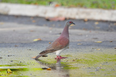 Tobago 3-10-13 0676.JPG
