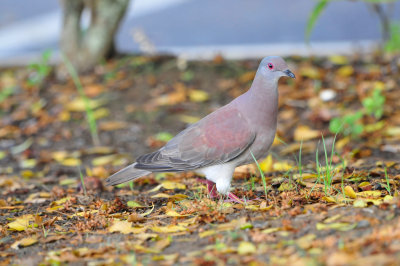 Tobago 3-10-13 0678.JPG