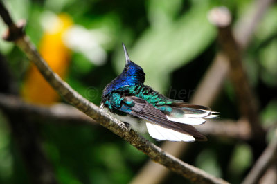 Tobago 3-10-13 0597.JPG