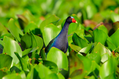Tobago 3-10-13 0716.JPG