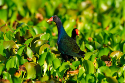 Tobago 3-10-13 0747.JPG