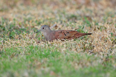 Tobago 3-10-13 0692.JPG