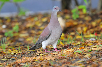 Tobago 3-10-13 0690.JPG