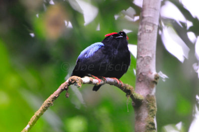Tobago 3-12-13 1207.JPG