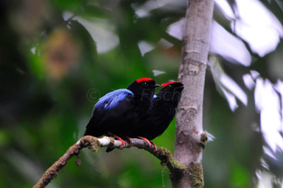 Tobago 3-12-13 1219.JPG