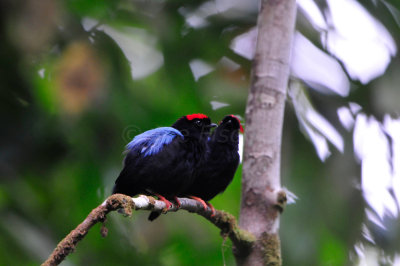 Tobago 3-12-13 1221.JPG
