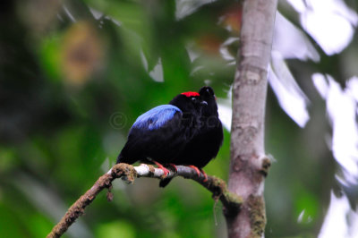 Tobago 3-12-13 1235.JPG