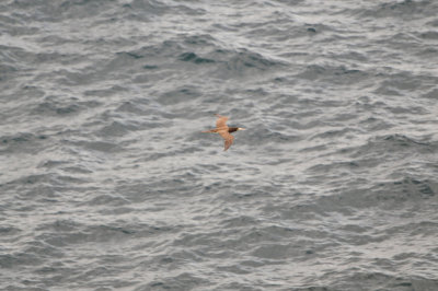 Tobago 3-11-13 0913.JPG