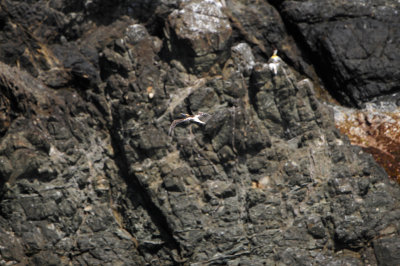 Tobago 3-11-13 0971.JPG
